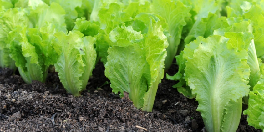 Lechuga