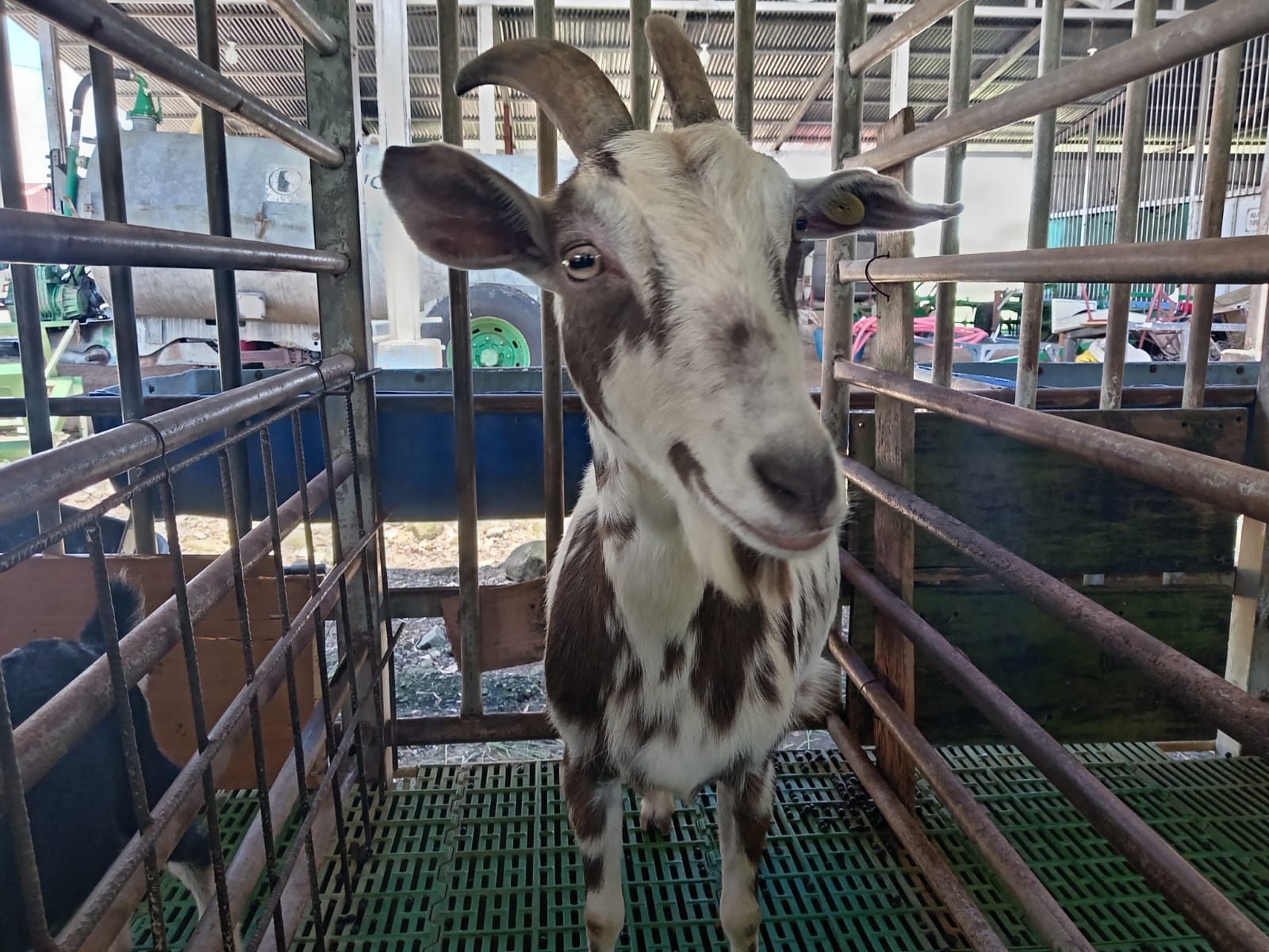 Cabras