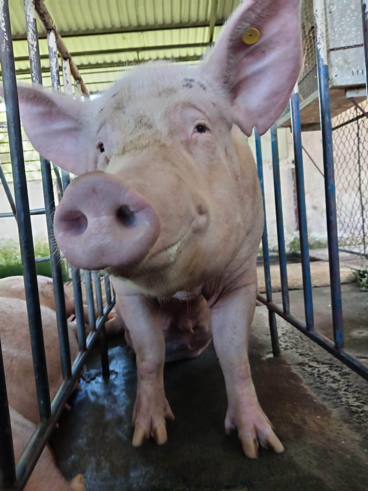 chancho