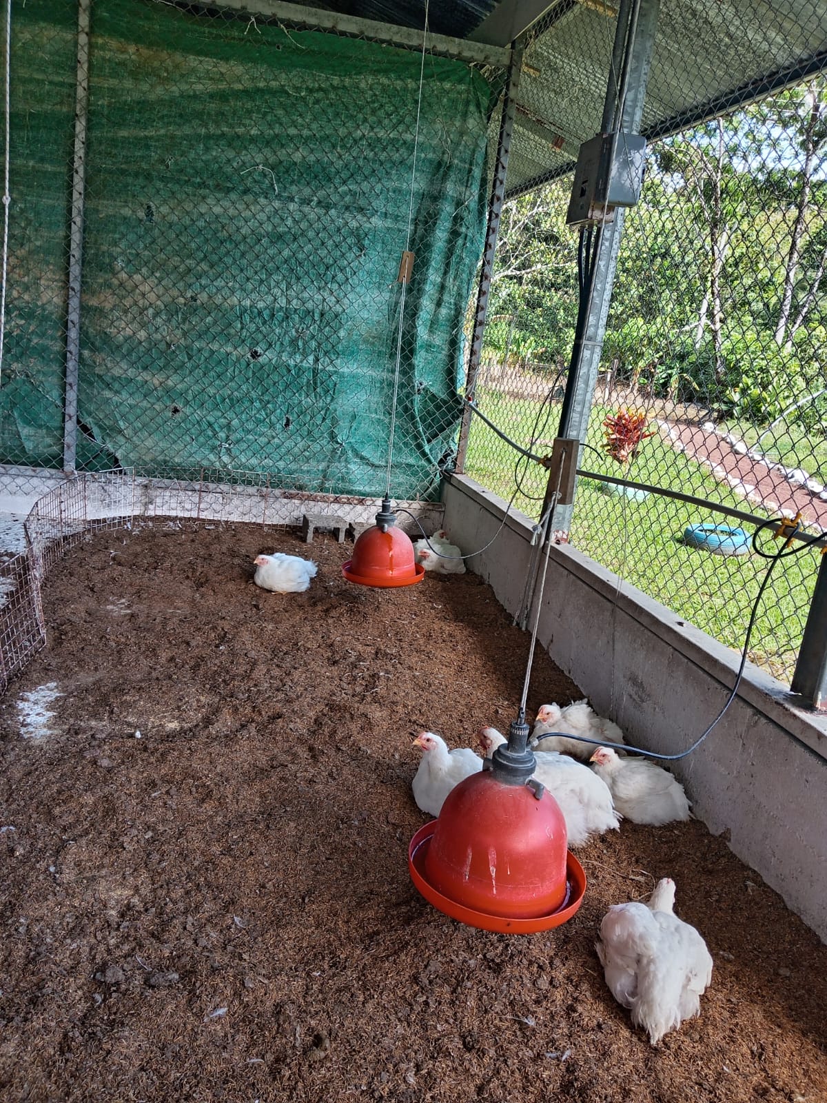 Gallinero de la finca