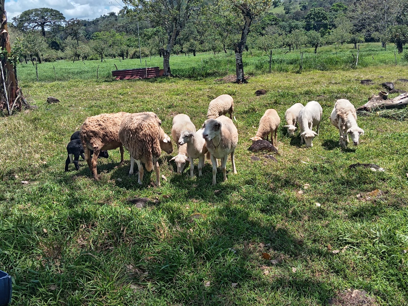 Ganadería Caprina y Ovina