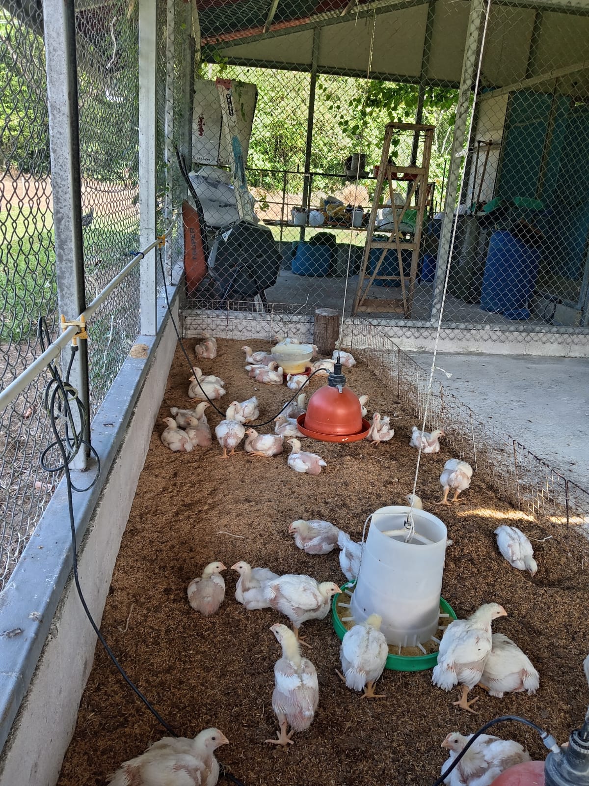 Pollo de Engorde