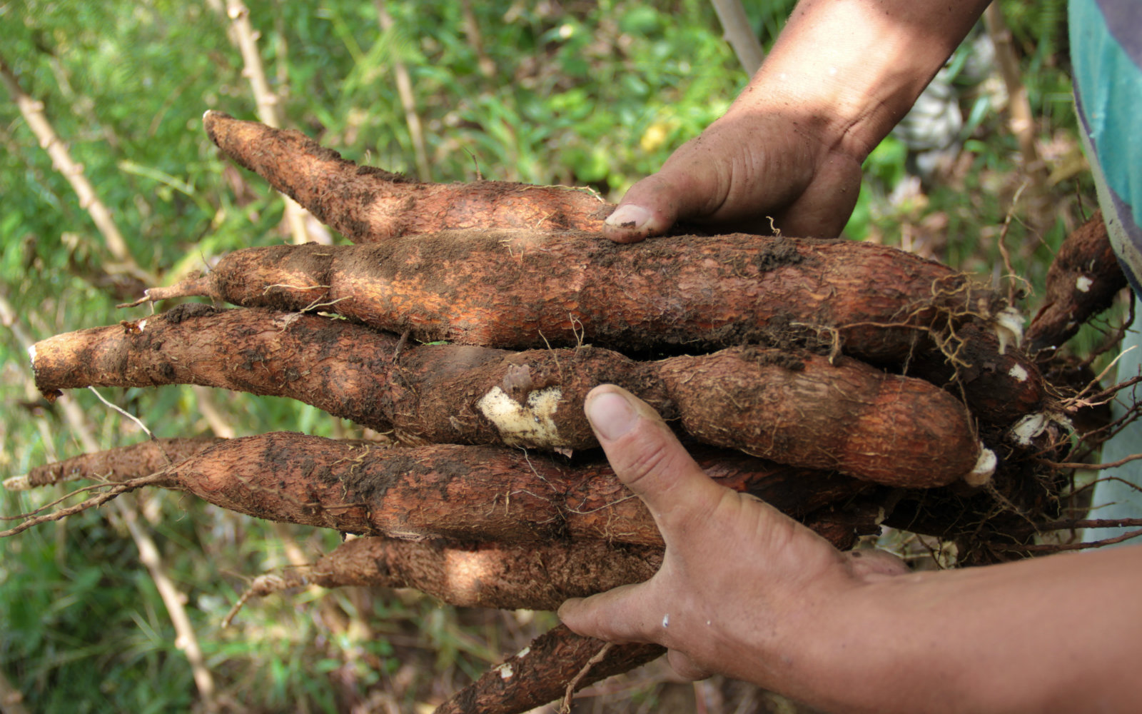 Yuca